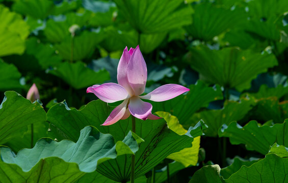荷花