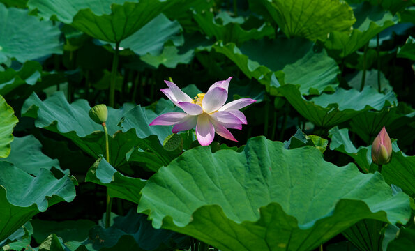 荷花