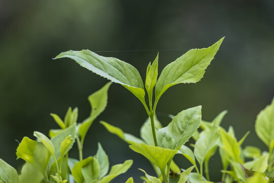 嫩绿舒展的清新植物叶片