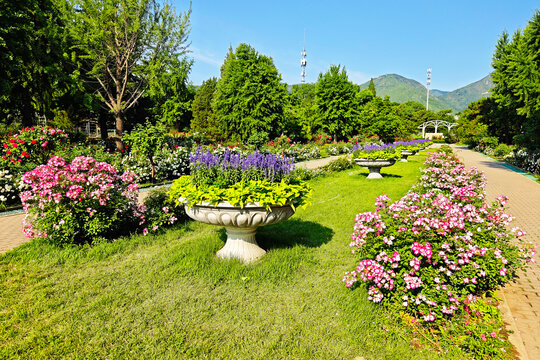 国家植物园月季园