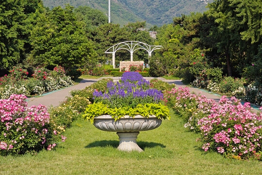 国家植物园月季园