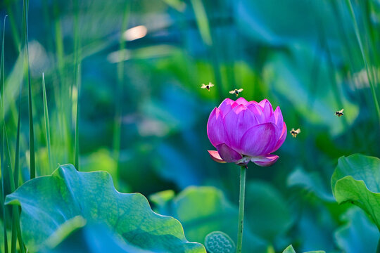 蜜蜂戏荷