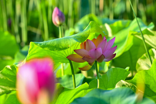 荷花绽放