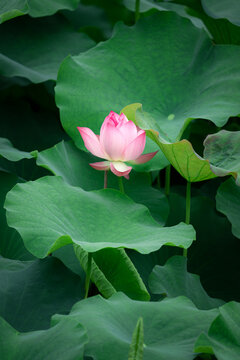 莲叶何田田