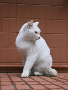 白色猫咪蹲坐砖墙前