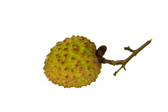荔枝