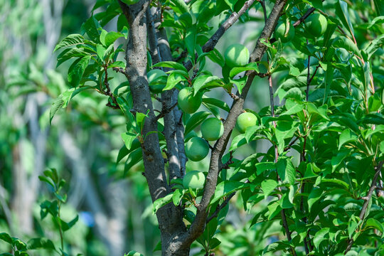 李子树果树果实绿色植物水果种植果园