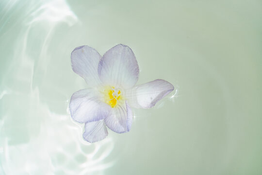 一花一世界水中香雪兰