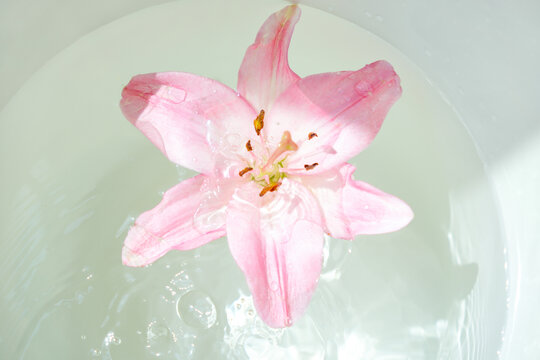 水中漂浮的粉色百合