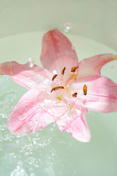 水中漂浮的粉色百合