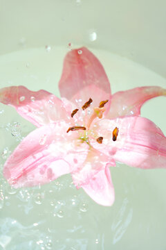 水中绽放的粉色百合