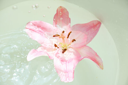 水中绽放的粉色百合