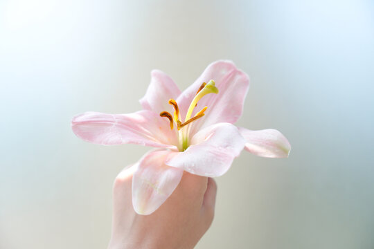 手上的粉色百合花温柔绽放