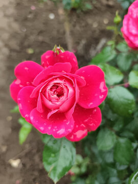 娇艳欲滴的玫红色月季花