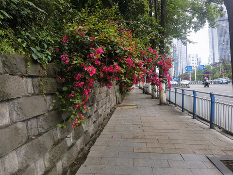 人行道旁盛开的三角梅鲜花