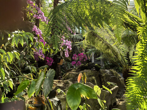 新加坡植物园
