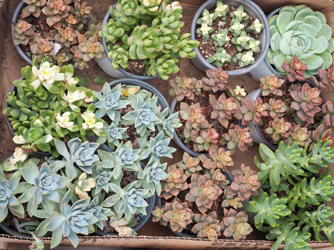 盆栽多肉植物展示
