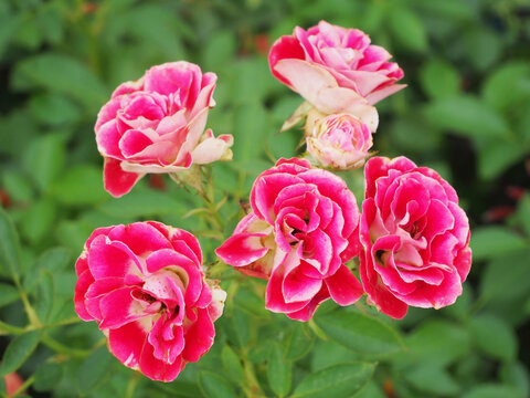 月季花花团锦簇