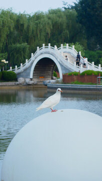 湖畔白鸽与拱桥景致