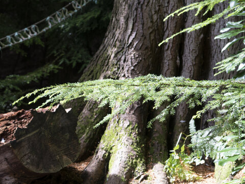 苔藓