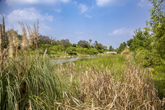 成都城市公园湿地