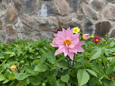 花朵