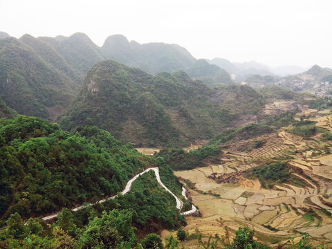 珍珠李