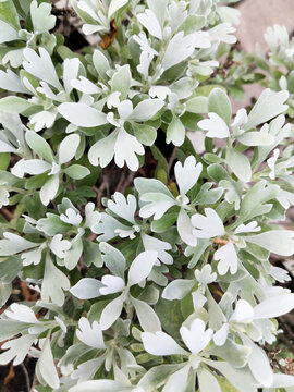 芙蓉菊