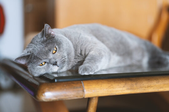 英国短毛猫趴在客厅的玻璃茶几上享受阳光浴