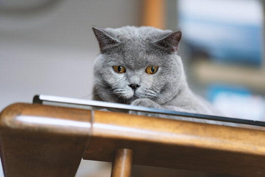 英国短毛猫趴在客厅的玻璃茶几上享受阳光浴