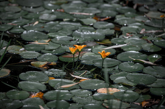 水中黄莲花与浮叶景致