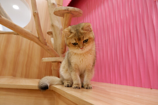 疑惑小猫