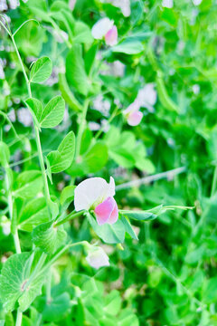 粉色豌豆花