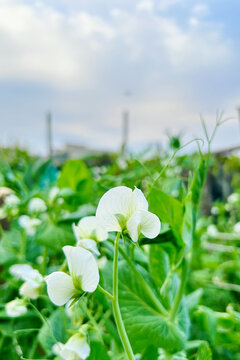 白色豌豆花