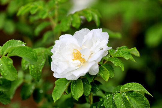 白玫瑰花