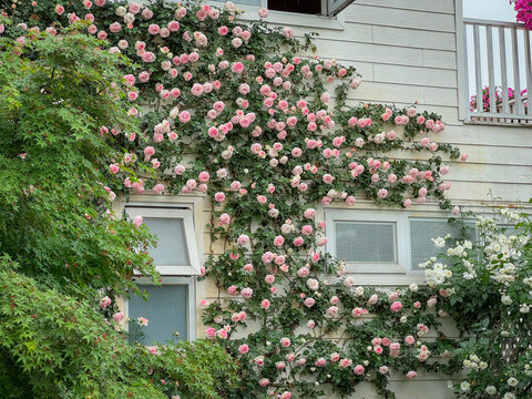 爬满粉蔷薇的温馨住宅外墙