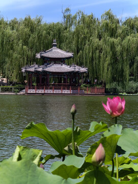 湖畔荷韵与古典亭阁美景