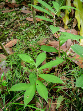 闭鞘姜广商陆水蕉花中医绿色中草药草本植物
