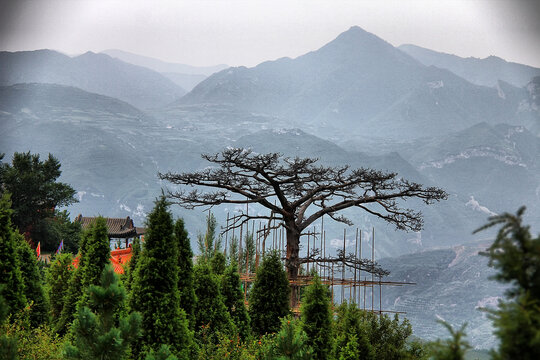 山间枯树与葱郁植被景观