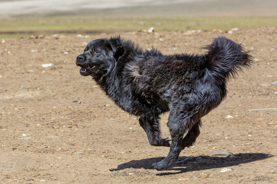 黑毛犬在户外欢快奔跑藏獒牧羊犬