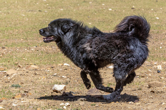 黑毛犬在户外欢快奔跑藏獒牧羊犬