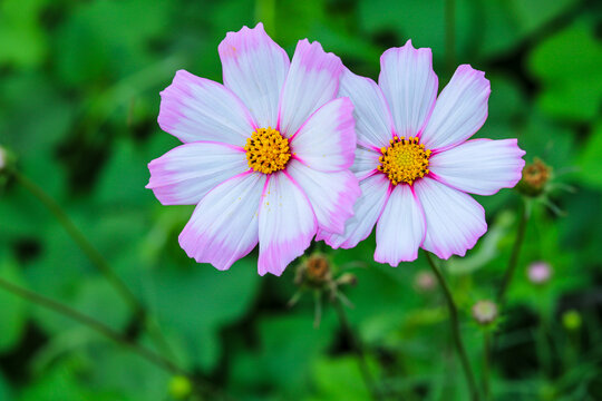 格桑花