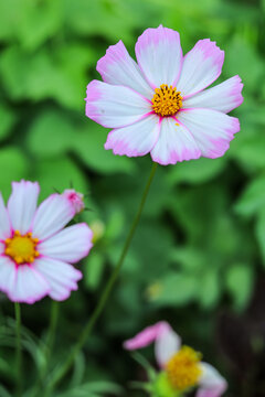 格桑花