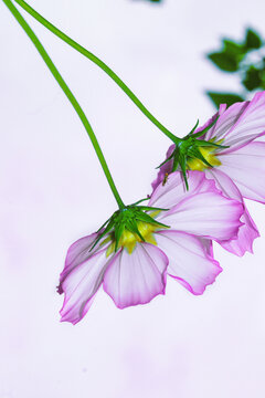 格桑花