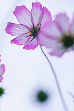 格桑花