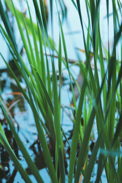 水草