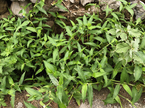 石缝边生长的繁茂绿色植物