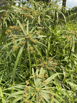 葱郁繁茂的水生伞草植物