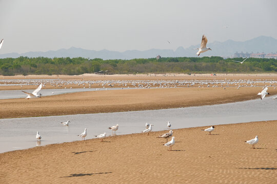 秦皇岛鸽子窝湿地的海鸥群