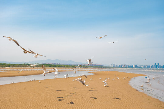 秦皇岛鸽子窝湿地的海鸥群